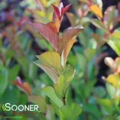 Shrubs Central -Shrubs Central DETA2 1300