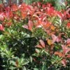 FIREBALL RED™ PHOTINIA -Shrubs Central DETA2 1341