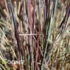 BLUE HEAVEN® LITTLE BLUESTEM -Shrubs Central DETA2 1356