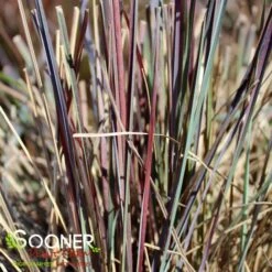 BLUE HEAVEN® LITTLE BLUESTEM