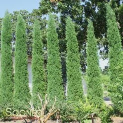 TAYLOR JUNIPER -Shrubs Central DETA2 142