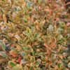 GOLDEN DREAM BOXWOOD -Shrubs Central DETA2 1448