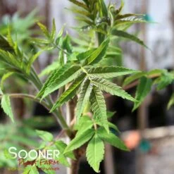 STAGHORN SUMAC -Shrubs Central DETA2 1475