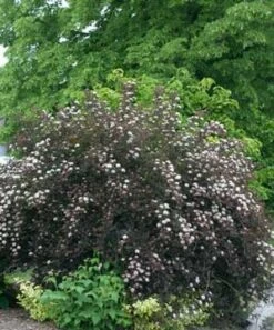 SUMMER WINE® NINEBARK -Shrubs Central DETA2 149