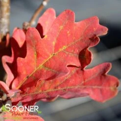 CRIMSON SPIRE™ OAK -Shrubs Central DETA2 1491