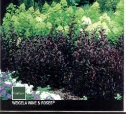 WINE & ROSES® WEIGELA -Shrubs Central DETA2 150