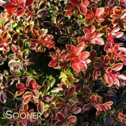 ADMIRATION BARBERRY -Shrubs Central DETA2 1522