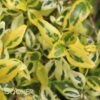TWIST OF LIME™ ABELIA -Shrubs Central DETA2 1526