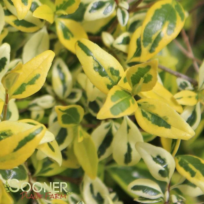 TWIST OF LIME™ ABELIA 3 TWIST OF LIME™ ABELIA