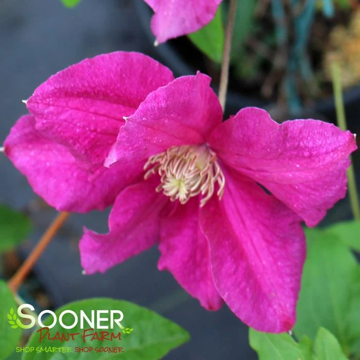 ERNEST MARKHAM CLEMATIS 4 ERNEST MARKHAM CLEMATIS - Image 2