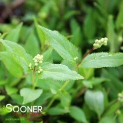 NIKKO SLENDER DEUTZIA 11 NIKKO SLENDER DEUTZIA -Shrubs Central DETA2 1581