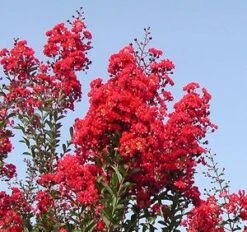 RED ROCKET® CRAPEMYRTLE -Shrubs Central DETA2 164