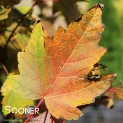 BOWHALL MAPLE -Shrubs Central DETA2 174