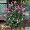 RHAPSODY IN PINK® CRAPEMYRTLE -Shrubs Central DETA2 179