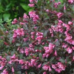 FINE WINE® WEIGELA -Shrubs Central DETA2 2110