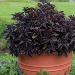 SPILLED WINE® WEIGELA 7 SPILLED WINE® WEIGELA -Shrubs Central DETA2 2111