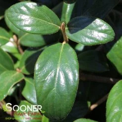 CONOY VIBURNUM -Shrubs Central DETA2 2136