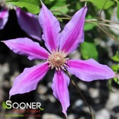 DR. RUPPEL CLEMATIS -Shrubs Central DETA2 2184