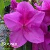 BLOOM-A-THON® LAVENDER AZALEA -Shrubs Central DETA2 2243