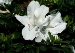 BLOOM-A-THON® WHITE AZALEA -Shrubs Central DETA2 2244