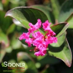 BERRY DAZZLE® CRAPEMYRTLE 8 BERRY DAZZLE® CRAPEMYRTLE -Shrubs Central DETA2 2259