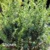 PENCIL POINT JUNIPER -Shrubs Central DETA2 2355
