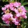 DAZZLE ME PINK® CRAPEMYRTLE -Shrubs Central DETA2 2381