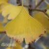 GOLDSPIRE™ GINKGO -Shrubs Central DETA2 2396