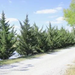 HETZI COLUMN JUNIPER -Shrubs Central DETA2 2415