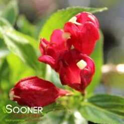 SONIC BLOOM® RED WEIGELA 7 SONIC BLOOM® RED WEIGELA -Shrubs Central DETA2 2435