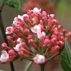 SPICE GIRL® KOREAN SPICE VIBURNUM 7 SPICE GIRL® KOREAN SPICE VIBURNUM -Shrubs Central DETA2 2439