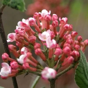 SPICE GIRL® KOREAN SPICE VIBURNUM 5 SPICE GIRL® KOREAN SPICE VIBURNUM - Image 3