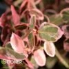 WHITE ALBUM® EUONYMUS -Shrubs Central DETA2 2450