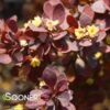 SUNJOY® MINI SALSA BARBERRY 2 SUNJOY® MINI SALSA BARBERRY -Shrubs Central DETA2 2461