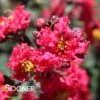 PRINCESS ZOEY™ CRAPEMYRTLE -Shrubs Central DETA2 2536