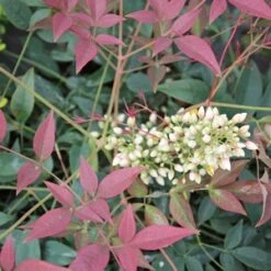 FLIRT™ NANDINA -Shrubs Central DETA2 2539