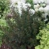 TINY WINE® NINEBARK 1 TINY WINE® NINEBARK -Shrubs Central DETA2 2588