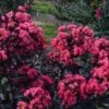 MIDNIGHT MAGIC™ CRAPEMYRTLE -Shrubs Central DETA2 2671