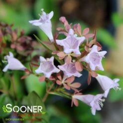 RASPBERRY PROFUSION™ ABELIA -Shrubs Central DETA2 2716