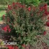 DOUBLE FEATURE® CRAPEMYRTLE -Shrubs Central DETA2 2720