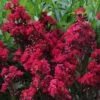 ENDURING SUMMER™ RED CRAPEMYRTLE -Shrubs Central DETA2 2828