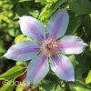 NELLY MOSER CLEMATIS -Shrubs Central DETA2 2856