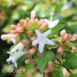 ETERNAL SUNSHINE™ ABELIA -Shrubs Central DETA2 2895