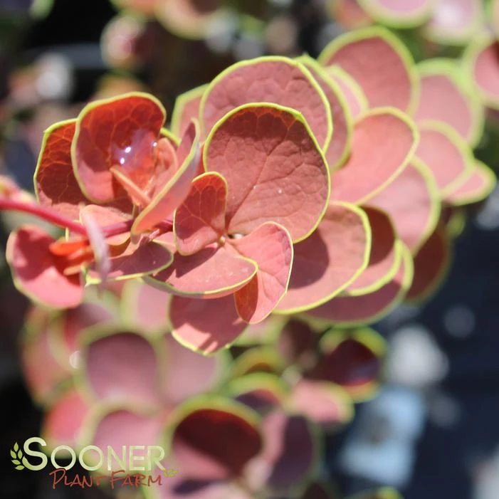 TOSCANA™ BARBERRY 4 TOSCANA™ BARBERRY - Image 2