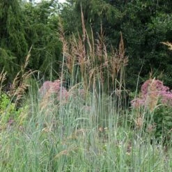 INDIAN STEEL INDIAN GRASS -Shrubs Central DETA2 293
