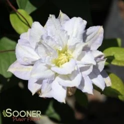 Shrubs Central -Shrubs Central DETA2 2955