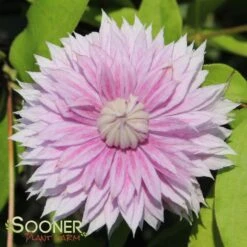 JOSEPHINE™ CLEMATIS -Shrubs Central DETA2 3028