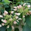 ROSE SENSATION™ CLIMBING HYDRANGEA -Shrubs Central DETA2 3086