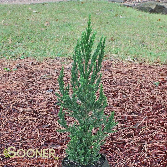 BLACK DRAGON JAPANESE CRYPTOMERIA 4 BLACK DRAGON JAPANESE CRYPTOMERIA - Image 2