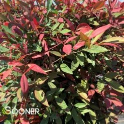 OBSESSION™ NANDINA -Shrubs Central DETA2 3270